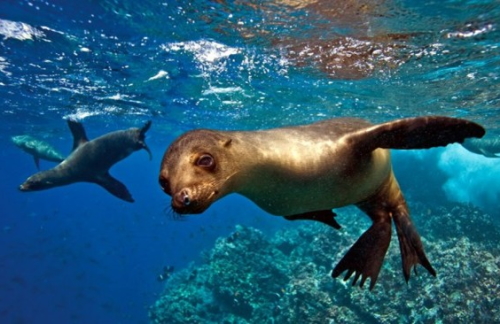 The Galapagos Islands are a once in a lifetime visit that has to be on everyones bucket list
